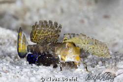 A juvenile fingered dragonet, crawling across the sand in... by Klaus Stiefel 